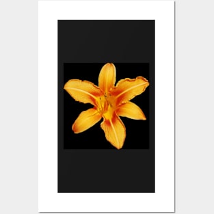 Orange Lily Posters and Art